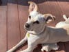 Meet Cookie! She has been chosen as Scotch Plains-Fanwood Patch's Pet Of The Week.