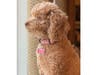 Meet Libby! She has been chosen as Basking Ridge Patch's Pet Of The Week. 