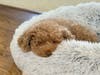 Meet Libby! She has been chosen as Basking Ridge Patch's Pet Of The Week. 