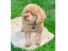 Meet Libby! She has been chosen as Basking Ridge Patch's Pet Of The Week. 