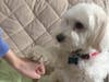 Meet Zoey! She has been chosen as Bridgewater Patch's Pet Of The Week. 