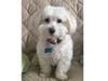 Meet Zoey! She has been chosen as Bridgewater Patch's Pet Of The Week. 