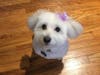 Meet Zoey! She has been chosen as Bridgewater Patch's Pet Of The Week. 