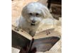 Meet Zoey! She has been chosen as Bridgewater Patch's Pet Of The Week. 