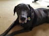 Meet Bo! He has been chosen as Bridgewater Patch's Pet Of The Week.