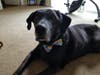 Meet Bo! He has been chosen as Bridgewater Patch's Pet Of The Week.