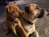 Meet Buddy and Ryder! They have been chosen as Patch's Pet Of The Week. 