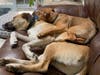 Meet Buddy and Ryder! They have been chosen as Patch's Pet Of The Week. 