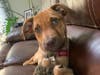 Meet Buddy and Ryder! They have been chosen as Patch's Pet Of The Week. 