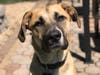 Meet Buddy and Ryder! They have been chosen as Patch's Pet Of The Week. 