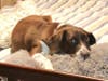 Meet Leo! He has been chosen as Scotch Plains-Fanwood Patch's Pet Of The Week.