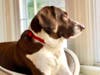 Meet Leo! He has been chosen as Scotch Plains-Fanwood Patch's Pet Of The Week.