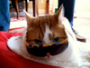 Meet Jack! He has been chosen as Basking Ridge Patch's Pet Of The Week. 