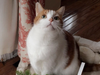 Meet Jack! He has been chosen as Basking Ridge Patch's Pet Of The Week. 