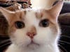 Meet Jack! He has been chosen as Basking Ridge Patch's Pet Of The Week. 