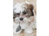 Meet Piper! She has been chosen as Bridgewater Patch's Pet Of The Week. 