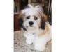 Meet Piper! She has been chosen as Bridgewater Patch's Pet Of The Week. 