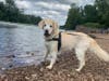 Meet Jetty! He has been chosen as Hillsborough Patch's Pet Of The Week.