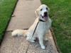 Meet Jetty! He has been chosen as Hillsborough Patch's Pet Of The Week.