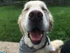 Meet Jetty! He has been chosen as Hillsborough Patch's Pet Of The Week.