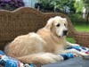 Meet Jetty! He has been chosen as Hillsborough Patch's Pet Of The Week.