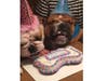Meet Harlequin and Tank​! They have been chosen as Scotch Plains-Fanwood Patch's Pets Of The Week. 