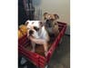 Meet Harlequin and Tank​! They have been chosen as Scotch Plains-Fanwood Patch's Pets Of The Week. 