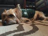 Meet Charger! He has been chosen as Scotch Plains-Fanwood Patch's Pet Of The Week.