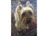 Meet Charger! He has been chosen as Scotch Plains-Fanwood Patch's Pet Of The Week.