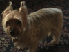 Meet Charger! He has been chosen as Scotch Plains-Fanwood Patch's Pet Of The Week.
