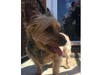 Meet Charger! He has been chosen as Scotch Plains-Fanwood Patch's Pet Of The Week.
