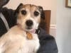 Meet Bella! She has been chosen as Basking Ridge Patch's Pet Of The Week. 