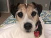 Meet Bella! She has been chosen as Basking Ridge Patch's Pet Of The Week. 