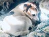 Meet Bella! She has been chosen as Basking Ridge Patch's Pet Of The Week. 