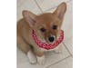 Meet Roxy! She has been chosen as Warren Patch's Pet Of The Week.