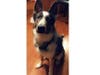Meet Duke! He has been chosen as Basking Ridge Patch's Pet Of The Week.