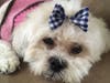 Meet Sadie! She has been chosen as Bridgewater Patch's Pet Of The Week.