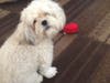 Meet Sadie! She has been chosen as Bridgewater Patch's Pet Of The Week.