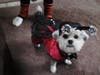 Meet Sadie! She has been chosen as Bridgewater Patch's Pet Of The Week.