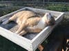 Meet Jack! He has been chosen as Warren Patch's Pet Of The Week.