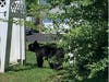 Fanwood resident Dennis Dagounis​ was able to capture photos and video of the bear napping in a backyard on Arlene Court on Sunday.