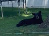 Fanwood resident Dennis Dagounis​ was able to capture photos and video of the bear napping in a backyard on Arlene Court on Sunday.