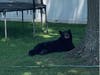 Fanwood resident Dennis Dagounis​ was able to capture photos and video of the bear napping in a backyard on Arlene Court on Sunday.