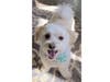 Meet Fluffy! He has been chosen as Bridgewater Patch's Pet Of The Week. 