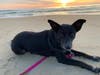Meet GiGi! She has been chosen as Scotch Plains-Fanwood Patch's Pet Of The Week. 