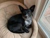 Meet GiGi! She has been chosen as Scotch Plains-Fanwood Patch's Pet Of The Week. 
