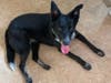 Meet GiGi! She has been chosen as Scotch Plains-Fanwood Patch's Pet Of The Week. 
