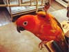 Meet Diego Von Fuego! He has been chosen as Warren Patch's Pet Of The Week. 