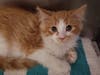 There has been an explosion of cuteness at the Somerset Regional Animal Shelter as they have just taken in 72 cats and kittens this week.