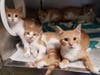 There has been an explosion of cuteness at the Somerset Regional Animal Shelter as they have just taken in 72 cats and kittens this week.